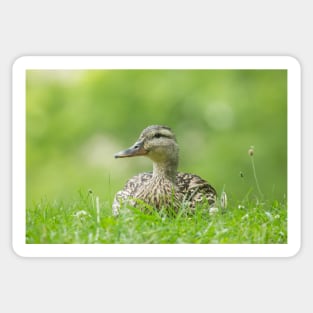 Sitting Duck Sticker